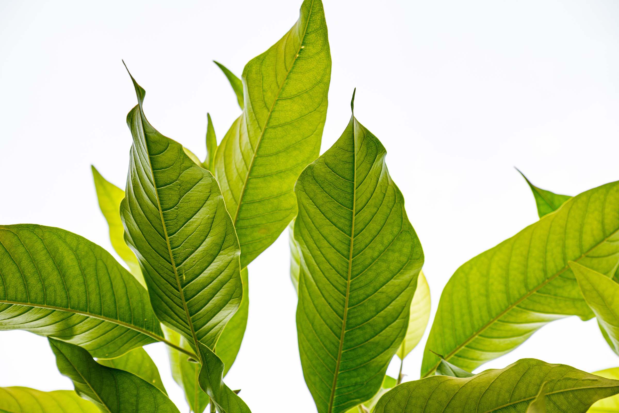 Videographer in Dallas