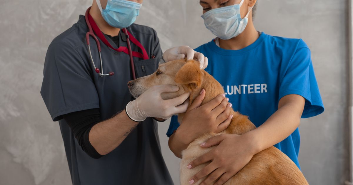 Veterinarian examining a dog in an exam room — East Dallas veterinary video production by Tone Films